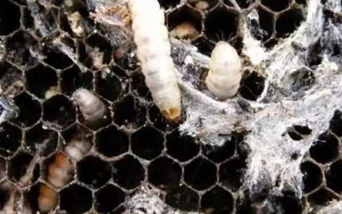 Quick and Effective Methods to Eliminate Wax Moths: Protect Weak Bee Colonies from Hive Destruction