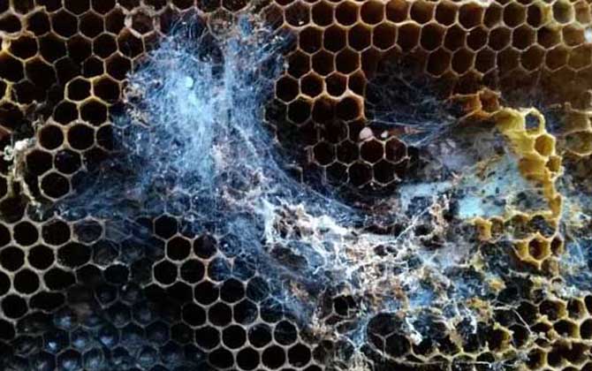 How to Eliminate Wax Moth Larvae in Beehives: Effective Control and Prevention Methods