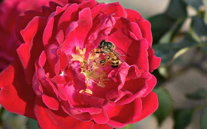 Worker Bee Tasks