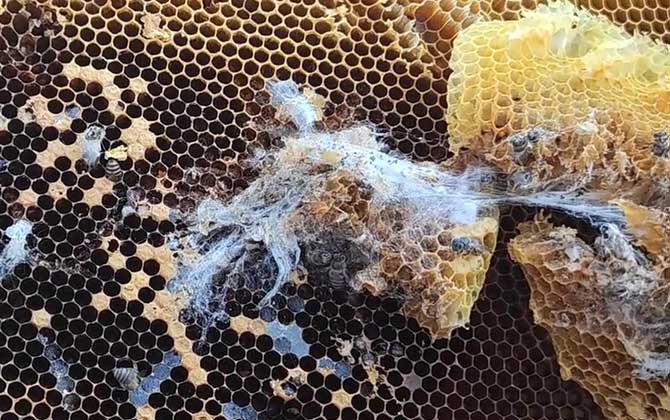 Best Chemical Treatments for Wax Moth Larvae Control in Chinese Beekeeping: Effective Solutions