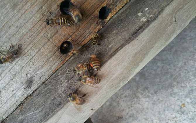 Beekeeping