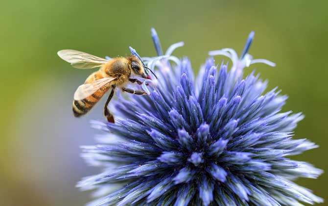 Bee Architecture