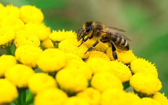 Honey Bee Foraging Distance:Optimizing Hive Placement to Maximize Pollination Efficiency in Beekeeping