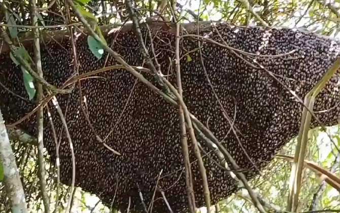 Giant Honey Bees vs. Honey Bees:Key Differences Between Eastern and Western Species