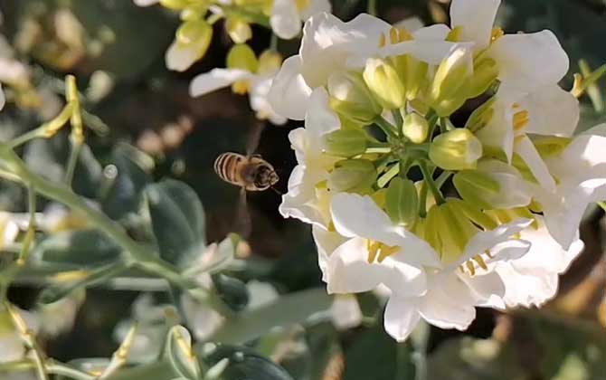 How to Treat a Circular White Spot After a Bee Sting:Causes and Effective Remedies