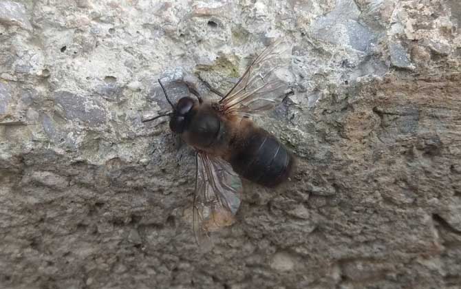 Big Black Bees in China:Identifying Common Species and Characteristics
