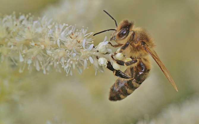 Honey Bee Behavior and Habits:Role in Medicine, Agriculture & Industrial Applications