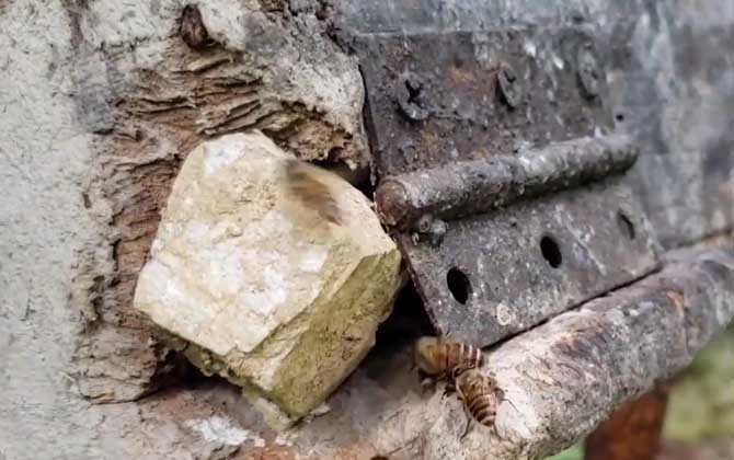 Where Do Scout Bees Fly? Exploring Habitat Preferences of Foraging and Nest Site Scouts in Chinese Beekeeping