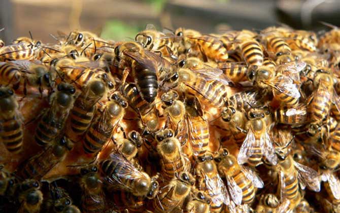 Chinese Honey Bee