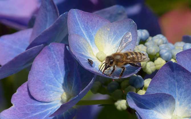 Bee Development