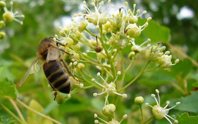 Northeast Black Bee:Heilongjiang’s Rare Superior Honeybee Outperforming Global Species in China’s Raohe County