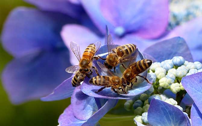 How Long Does a Bee Colony Take to Produce New Worker Bees?