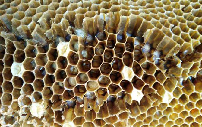 Hive damage