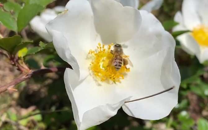 Bee Sting Mechanism