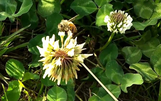 What Does It Mean When Bees Enter Your Home? Chinese Superstitions and Symbolism Explained