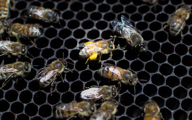 Effective Varroa Mite Control Strategies for Beekeepers: Protecting Hives from Infestation