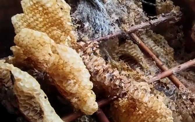 Hive Infestation