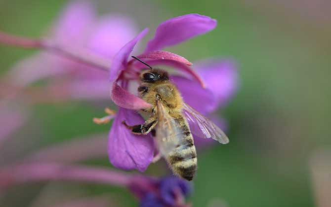 Bees