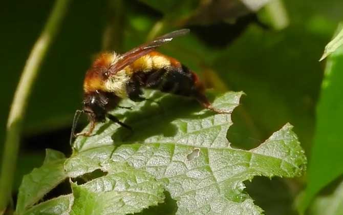 Bee Sting Treatment