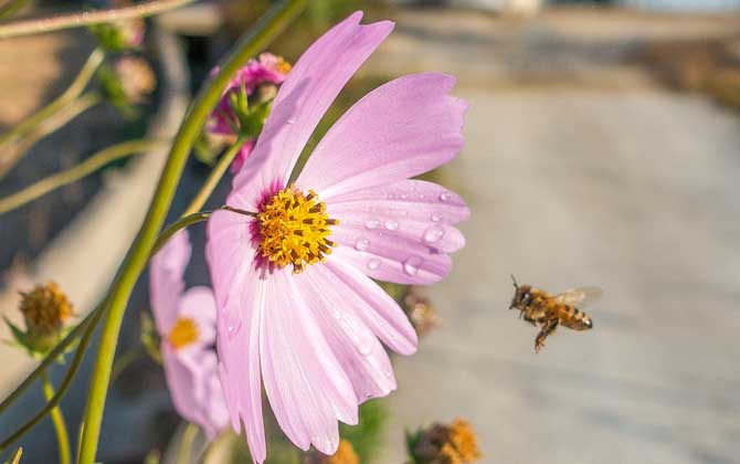 Pollination impact