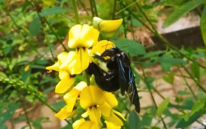 Bamboo Bees in China:Habitat, Medicinal Uses of Xylocopa (Carpenter Bee) in Southern Regions