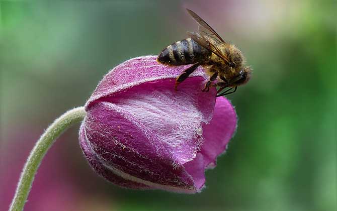 Bee statistics