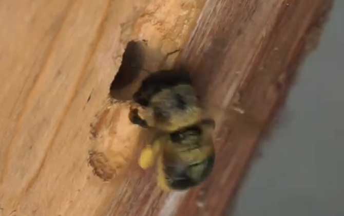 What Are Bamboo Worms? The Larvae of Xylocopa Carpenter Bees in Southern China