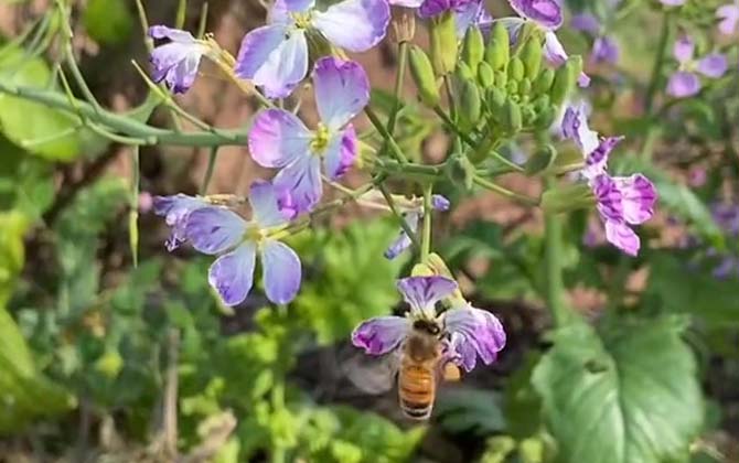 Bee Anatomy