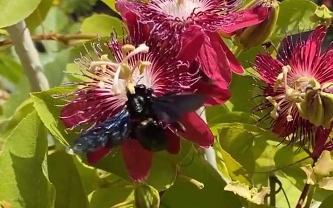 Are Bamboo Bees Poisonous? Venom Facts and Habitat Insights on Chinese Carpenter Bees