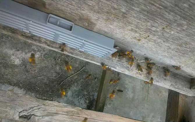 Why Do Young Worker Bees Leave the Hive and Die? Key Causes in Beekeeping