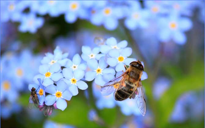 Bee Society