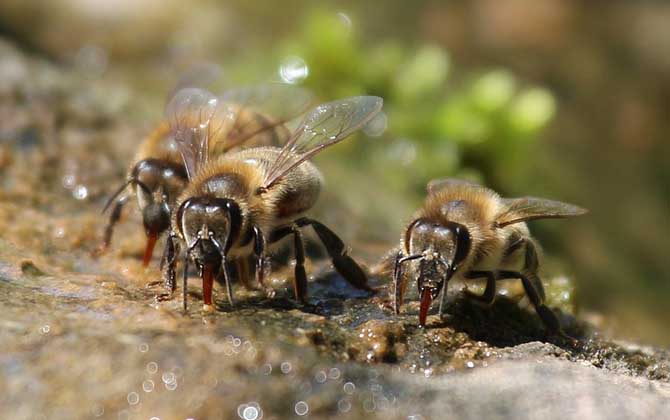 Bees