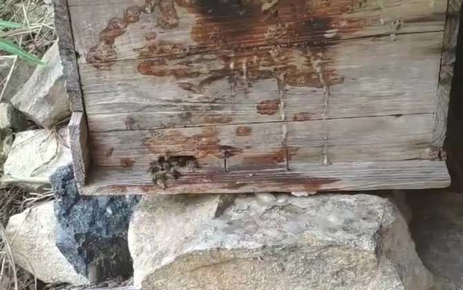 Bee-friendly environment