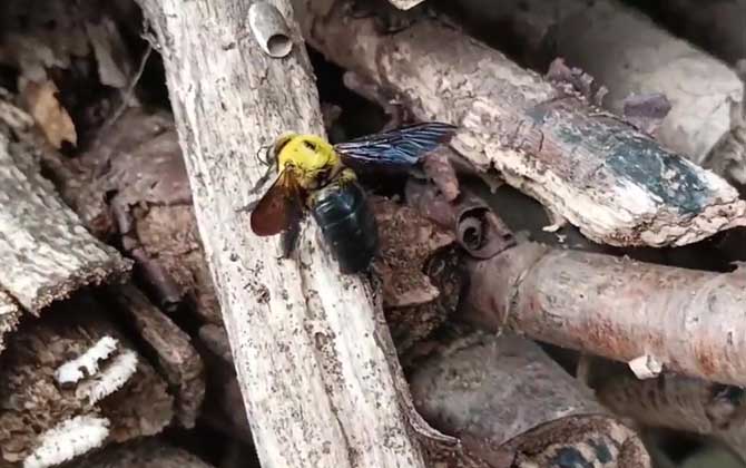Carpenter Bee