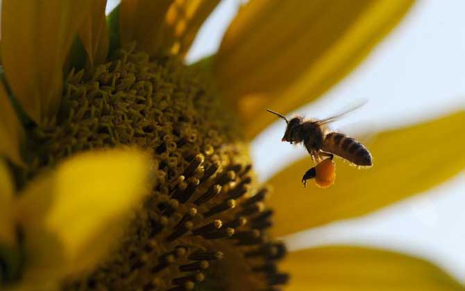 Chinese Honey Bee