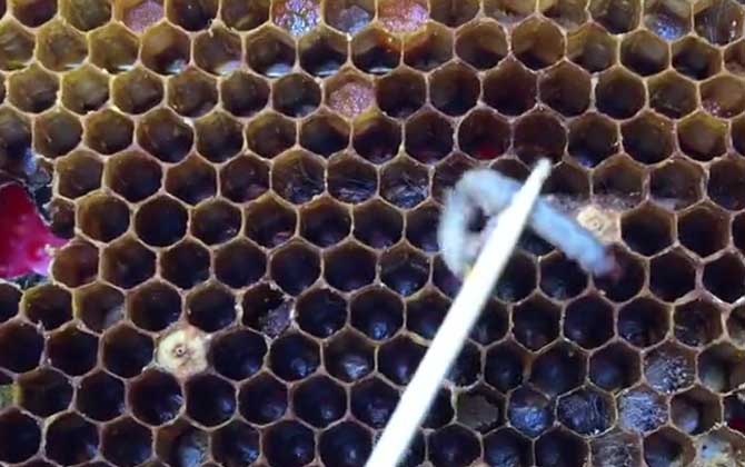 Effective Wax Moth Control Methods: Best Strategies to Eliminate Hive Pests and Protect Honey Bees