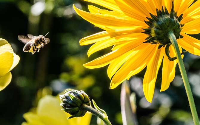 Bee Foraging