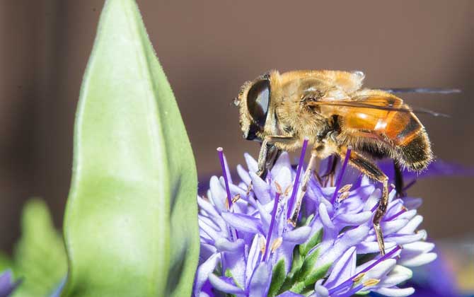 How to Treat a Bee Sting:Simple & Effective Home Remedies for Quick Relief