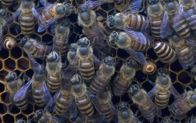 What Happens to a Bee Colony Without a Queen? The Critical Role of the Queen Bee in Survival