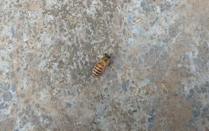 Native Chinese Honey Bees vs. Introduced Western Honey Bees:Key Differences for Beekeeping Success