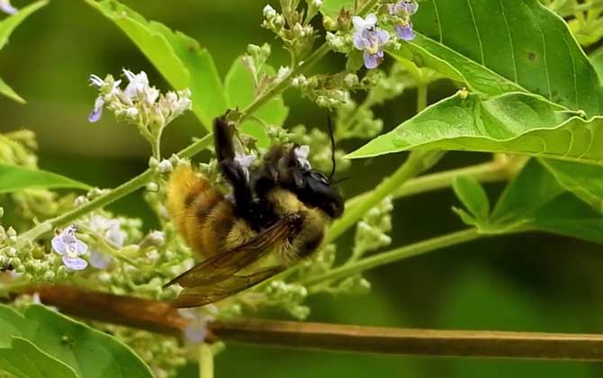 Bumblebee