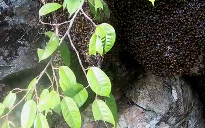 Giant Honey Bee Sting Toxicity:How Dangerous Are Apis dorsata Species in Southwest China?