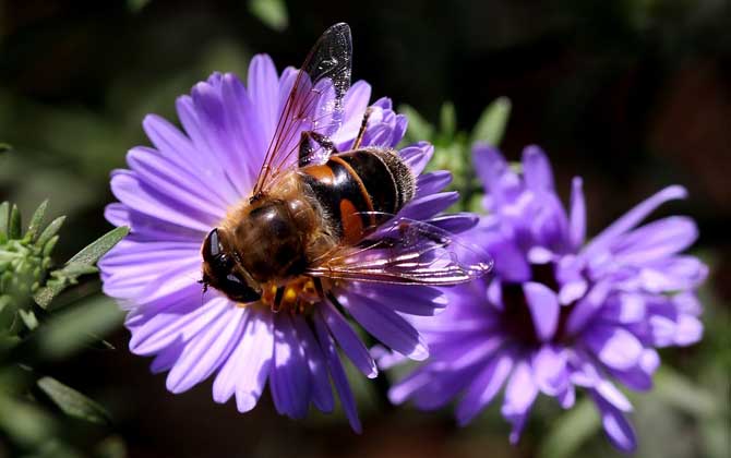 Bee Population Decline Crisis:Investigating Causes and Solutions to the Global Pollinator Collapse