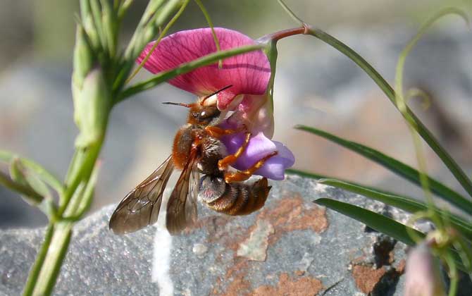 Foraging pattern