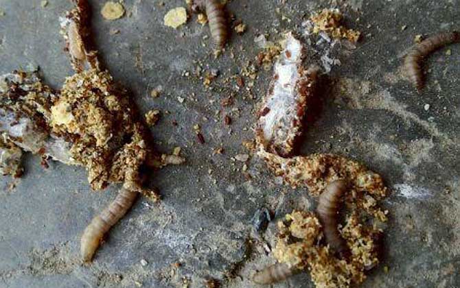 How to Effectively Eliminate Wax Moth Infestations in Beehives: Prevention and Control Methods