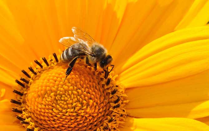 Bee Development