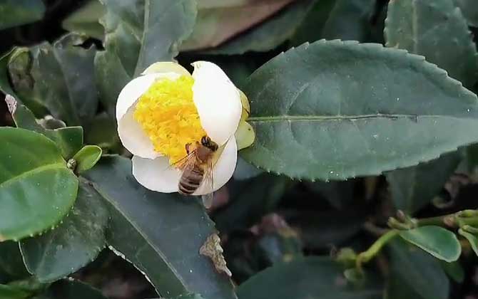 Bee sting reaction progression