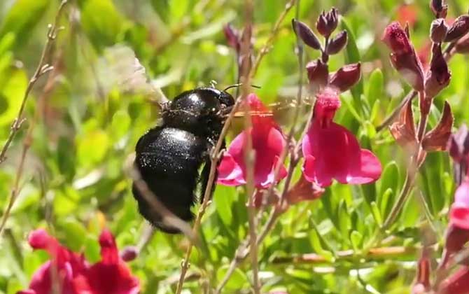 Bamboo Bee