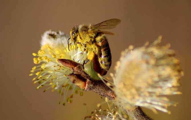 Bees