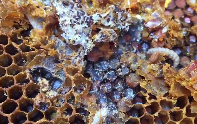 Hive replacement process